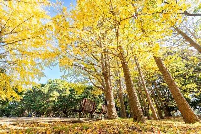 根岸森林公園